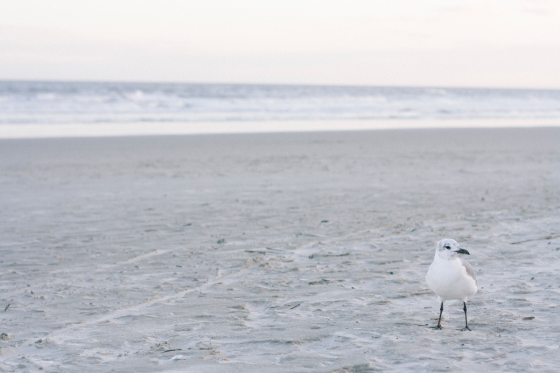 Charleston beach bird